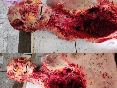 Ukraine Russia War Animal Interference