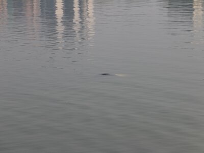 Young Chinese Female Drowned