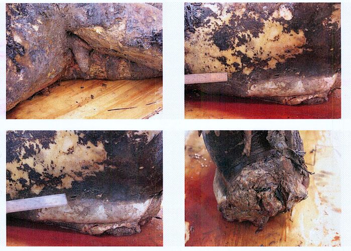 Autopsy images from Christian Larsson case