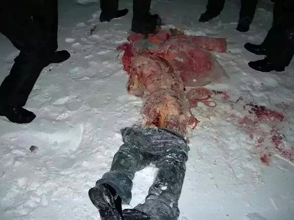 DAMN: Polar Bear Attack