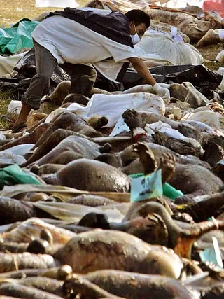 Aftermath of the Indian Ocean Earthquake and Tsunami