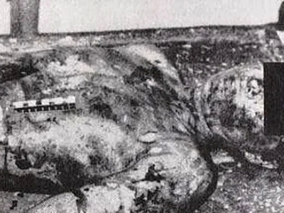 Victims of the “Rostov Ripper”, Andrei Chikatilo