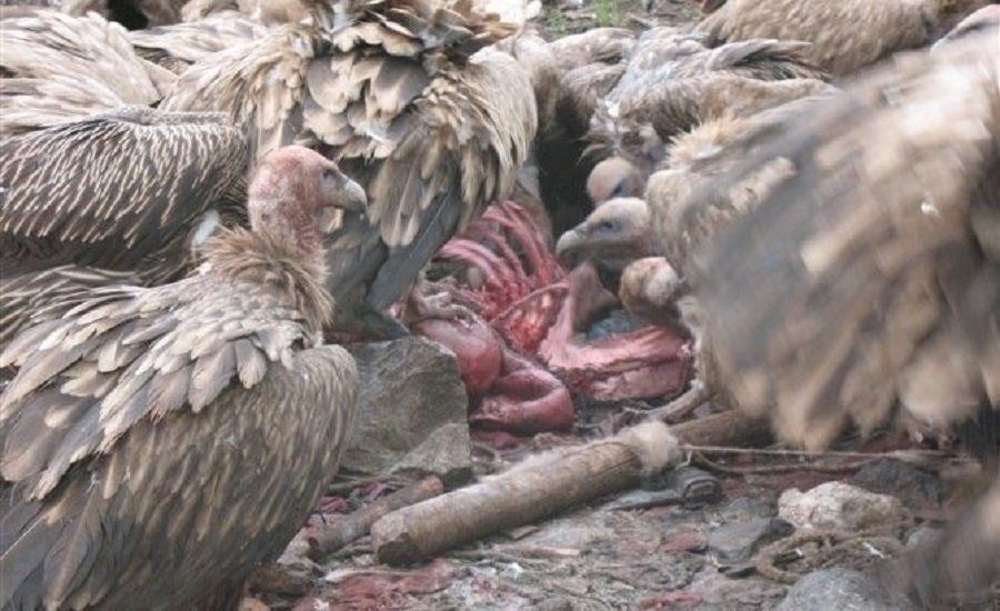 Tibetan Funeral Service Prepares Lunch for Vultures