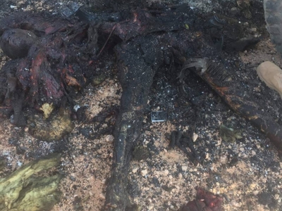 4 pigs isis killed in western Iraq