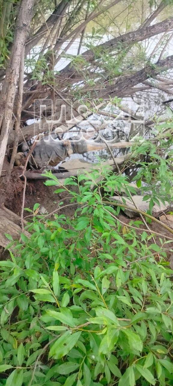 RANDOM GORE PICTURES FROM MURDER TO SUICIDE