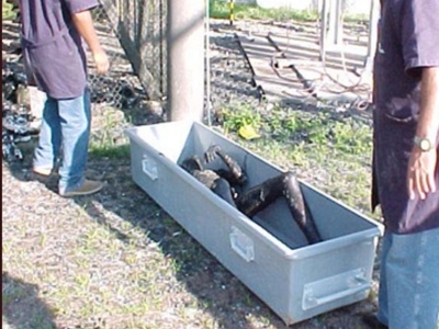 Charred Corpse from high voltage electrocution