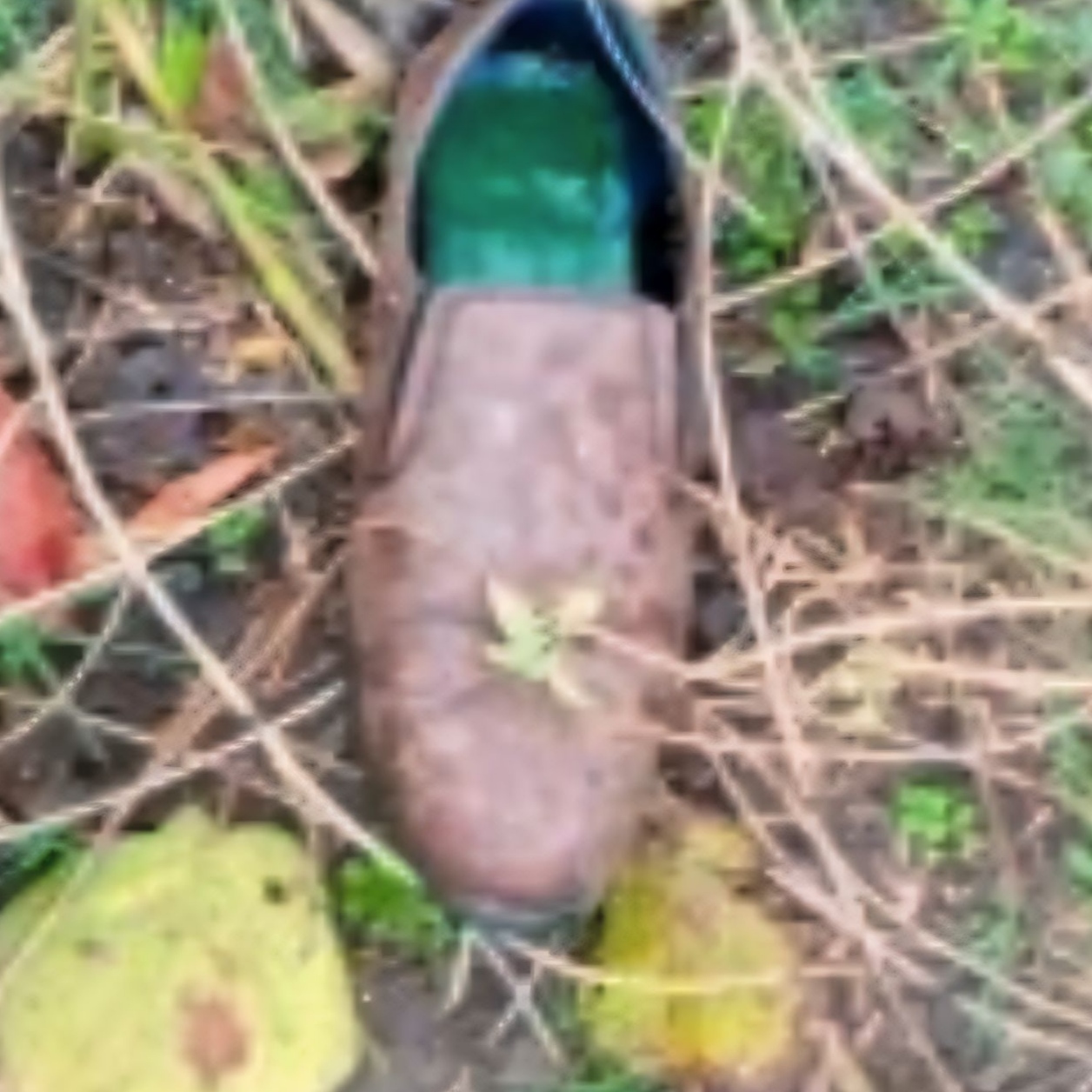 Decomposed Corpse In Woods