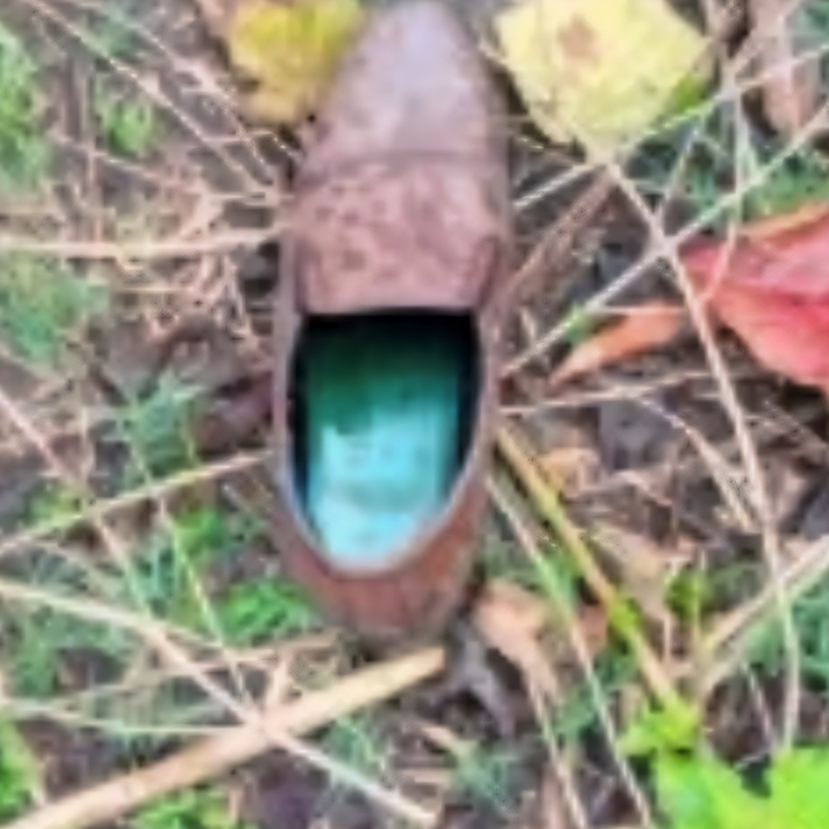 Decomposed Corpse In Woods