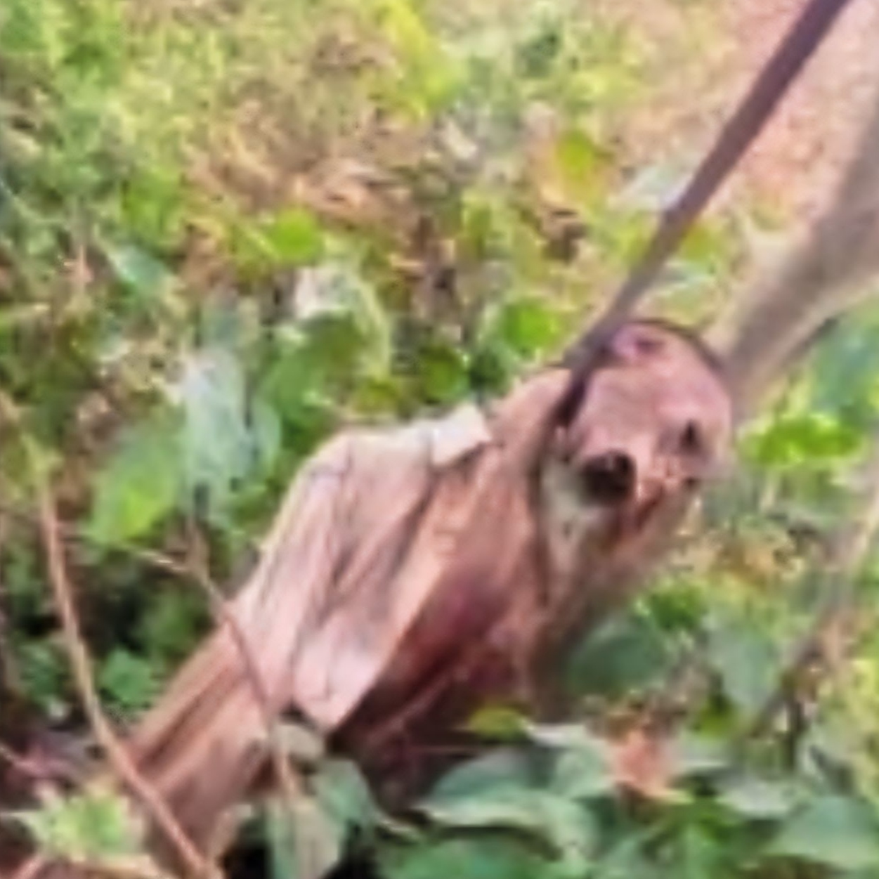 Decomposed Corpse In Woods