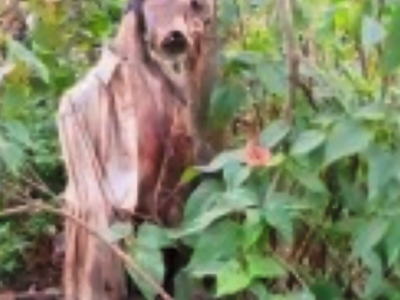 Decomposed Corpse In Woods