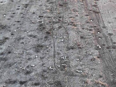 YNC Challenge: Count The Bodies