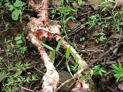 Man Becomes Snack for a Tiger (Pictures)