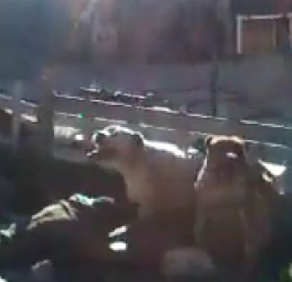 Thief Gets Mauled by Two Dogs in South Africa