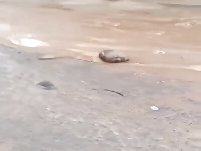 The decapitated head of a previously kidnapped Anambra legislator.