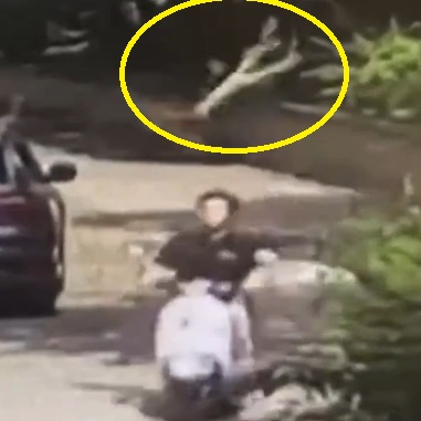 Dude Killed By Falling Tree Stump