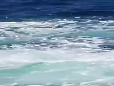 Swimmer Dies In First Fatal Shark Attack In Sydney 