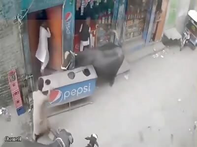 The cow must have gone mad