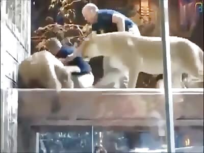 People vs Animals Compilation