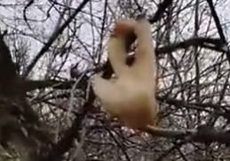 UA soldiers found a human ear in an occupied RU position