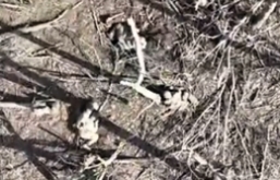 Sleeping ORCs waked by F1 grenade