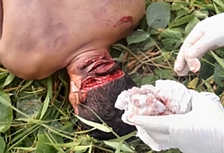 A tortured young man was found