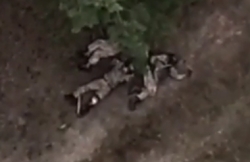 UA squad hit by RU mortar shell while trying to evacuate