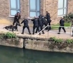 London police shot dead two dogs with a shotgun