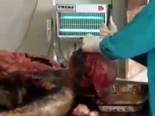 Autopsy of decomposing corpse, brain turned liquid