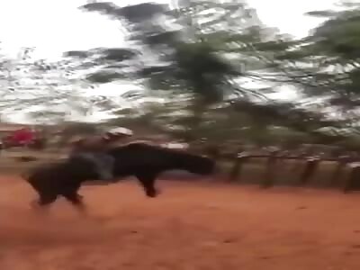 From the Bull with Love