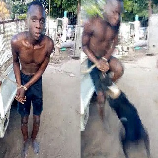 Thief Attacked by Dog... Owner Just Films