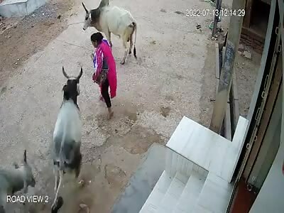 You're In Cow Territory Now Bitch