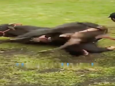 Brutal fuck, man crushed by a bull