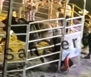 BRUTAL DEATH, bullfighter gets kicked and dies in hospital