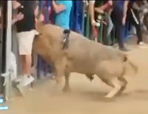 Man is cruelly gored in his anus