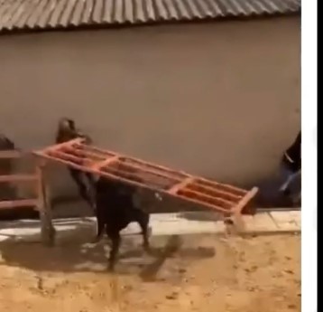 Perfect Attacks in Spain in Running of the Bulls