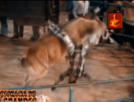 Bull from hell, shattered the bones of a Mexican