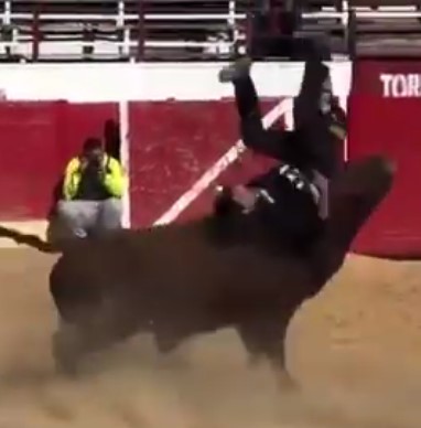 creased spanish bull