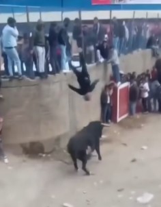 Never disturb the bulls at the peru festival