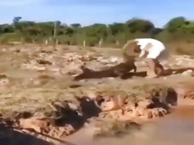 Croc attacks dumb human.