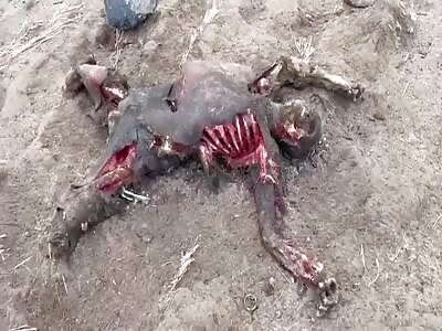 Meanwhile In Ukraine...