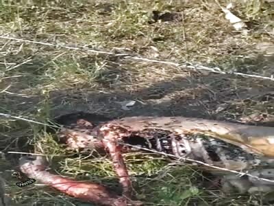 body in a state of decomposition eaten by wildlife.