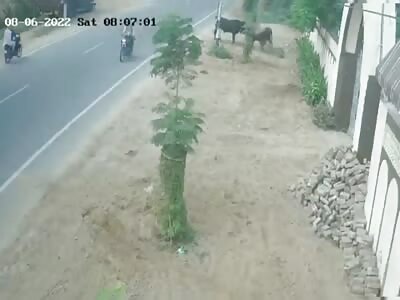 Thrown to his death by the bull