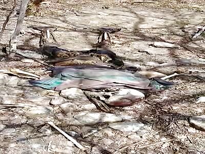 Skeletal remains found.