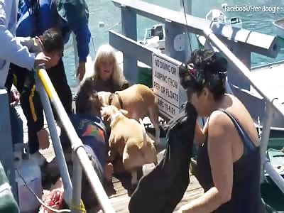 Pitbull Attacks Man's Dog