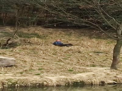 (New Angle) Tiger kills a man who walked into its cage