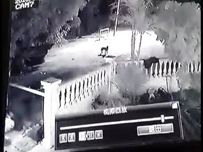 Missed The Dog, Hit The Fence