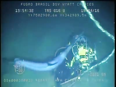 swordfish attacks diver