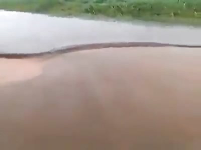 Big Snake ANACONDA in Brazil 