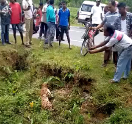  The Leopard it's Not Dead