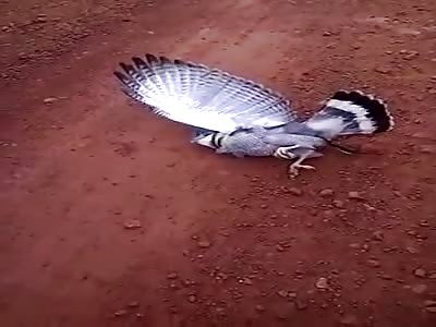 Hawk tried to Eat a Snake..Bad Idea 